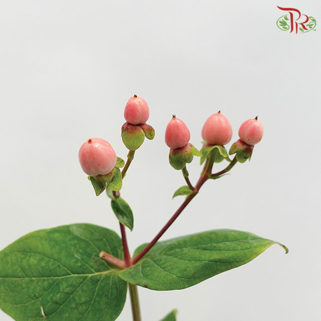 Berry Hypericum Pink - Pudu Ria Florist Southern
