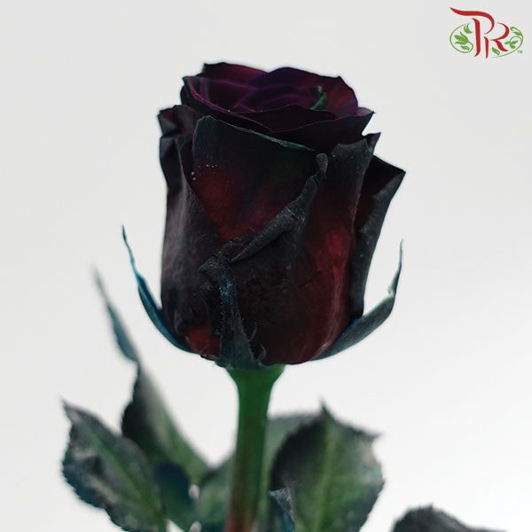 Rose Black (19-20 Stems) - Pudu Ria Florist Southern