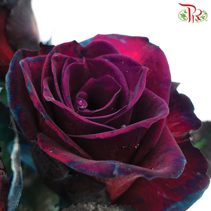 Rose Black (19-20 Stems) - Pudu Ria Florist Southern