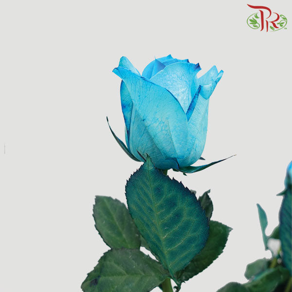 Rose Blue (19-20 Stems) - Pudu Ria Florist Southern