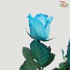 Rose Blue (19-20 Stems) - Pudu Ria Florist Southern