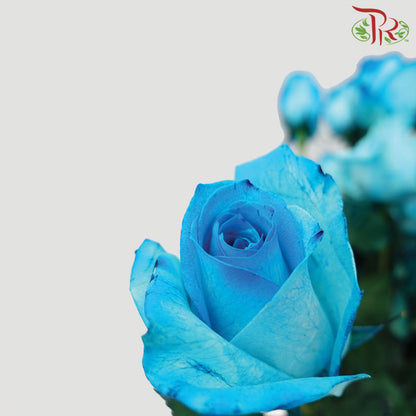 Rose Blue (19-20 Stems) - Pudu Ria Florist Southern