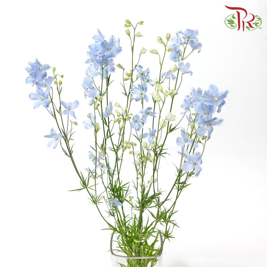 Delphinium Mini Light Blue - Pudu Ria Florist Southern