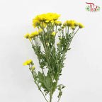 Chrysanthemum Pompom Yellow (10-12 Stems) - Pudu Ria Florist Southern