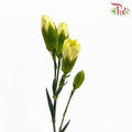 Carnation Spray Yellow (18-20 Stems) - Pudu Ria Florist Southern