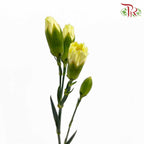 Carnation Spray Yellow (18-20 Stems) - Pudu Ria Florist Southern