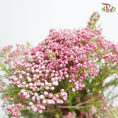 Rice Flower Pink - Pudu Ria Florist Southern
