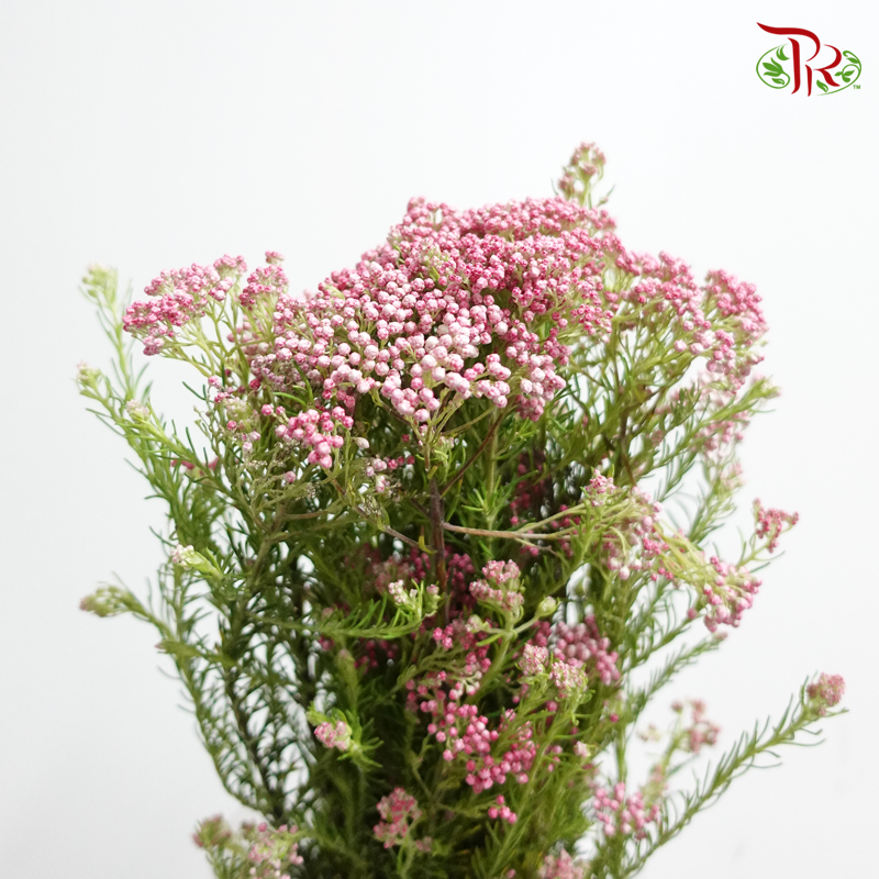 Rice Flower Pink - Pudu Ria Florist Southern