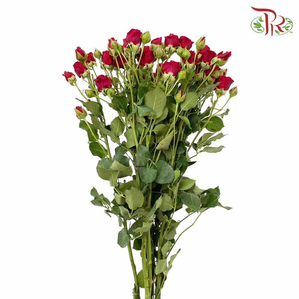 Rose Spray Red (8-10 Stems) - Pudu Ria Florist Southern