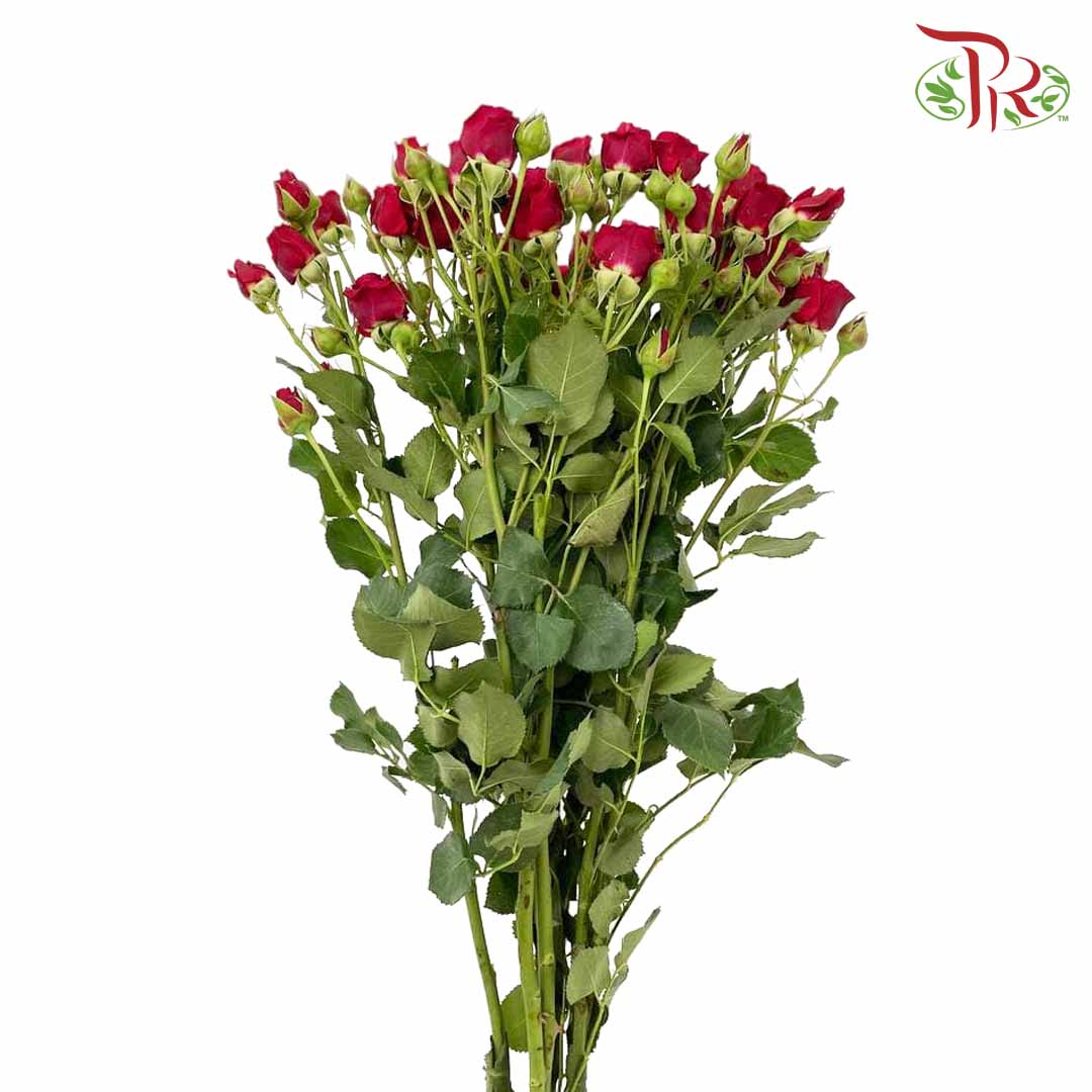 Rose Spray Red (8-10 Stems) - Pudu Ria Florist Southern