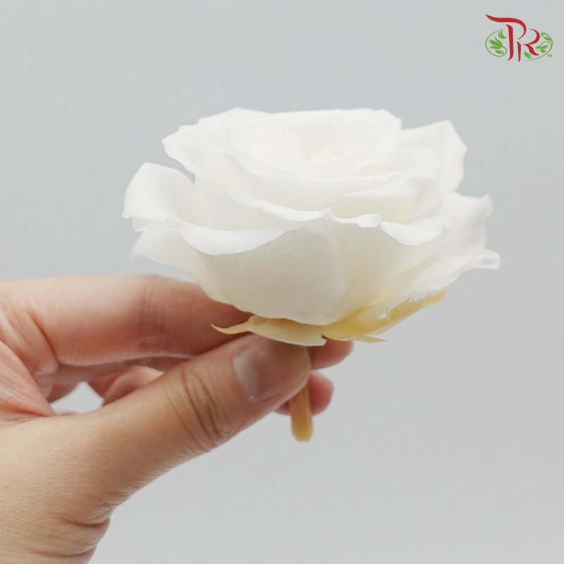 Preservative Full Bloom Rose (6 Blooms) - White - Pudu Ria Florist Southern