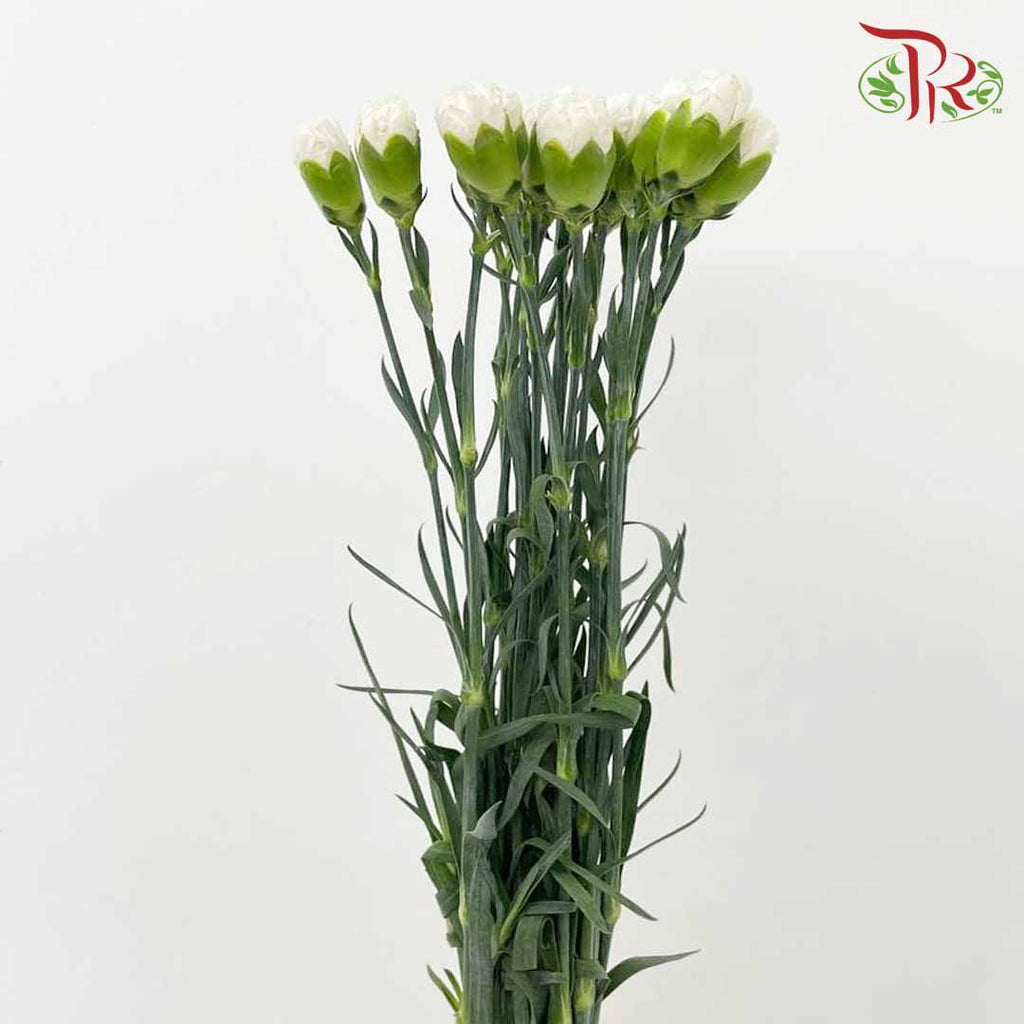 Carnation White (18-20 Stems) - Pudu Ria Florist Southern