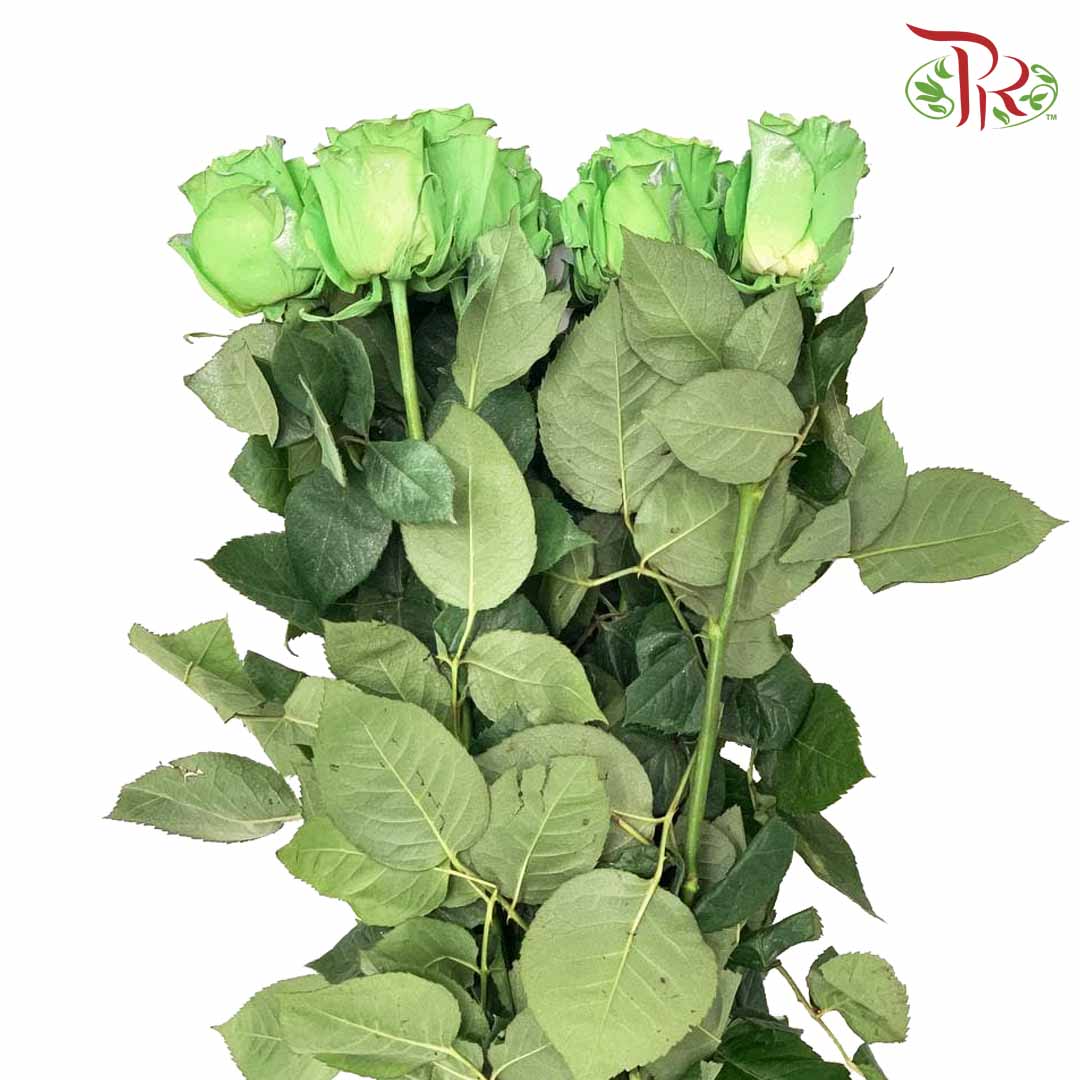 Rose Tinkerbell (8-10 Stems) - Pudu Ria Florist Southern