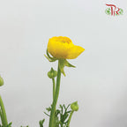 Ranunculus Yellow (8 - 10 Stems) - Pudu Ria Florist Southern