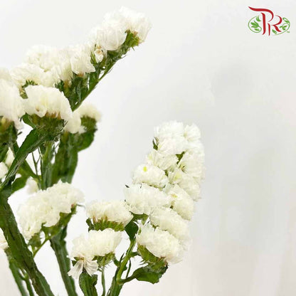 Statice White - Pudu Ria Florist Southern