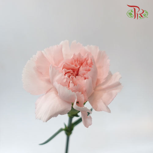 Carnation Charlotte (8-10 Stems) - Pudu Ria Florist Southern