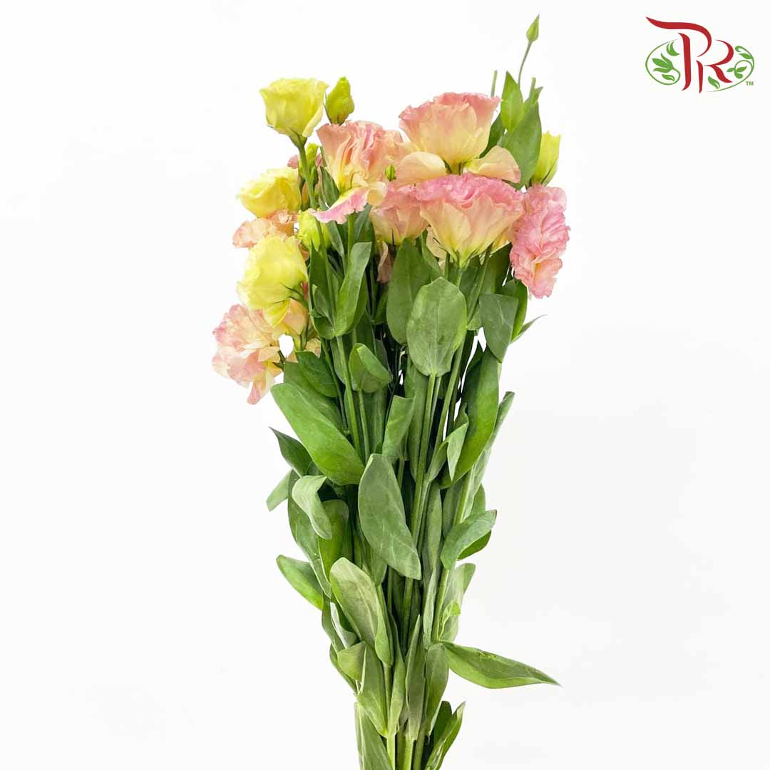Eustoma Champagne (12-15 Stems) - Pudu Ria Florist Southern