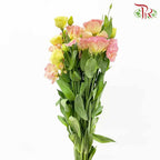 Eustoma Champagne (12-15 Stems) - Pudu Ria Florist Southern