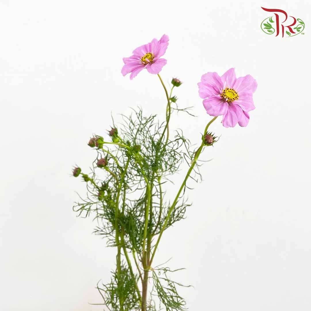 Cosmos Bipinnatus Pink (Per Bundle) - Pudu Ria Florist Southern