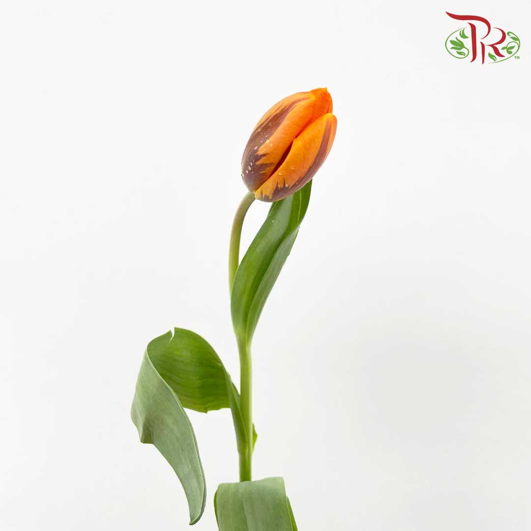 Tulip Golden (8-9 Stems) - Pudu Ria Florist Southern