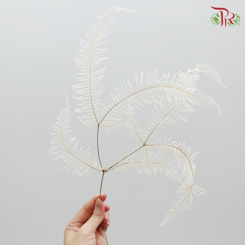 Preservative Mountain Fern (XL) - Pudu Ria Florist Southern