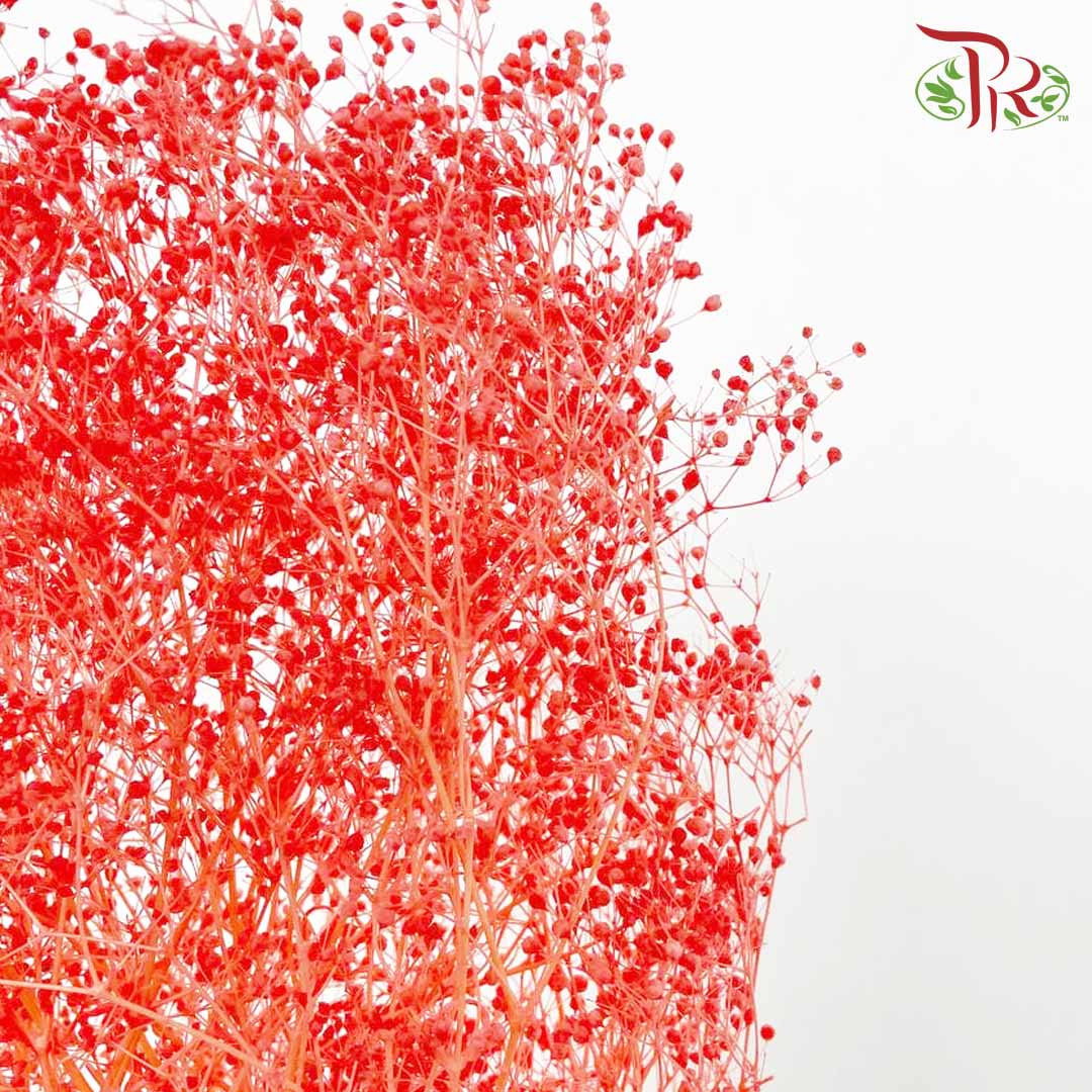 Preservative Baby Breath - Red - Pudu Ria Florist Southern