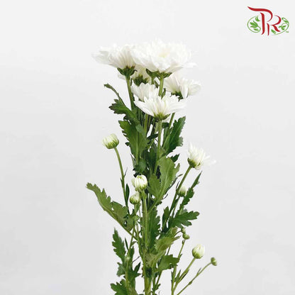 Chrysanthemum Pompom White (10-12 Stems) - Pudu Ria Florist Southern