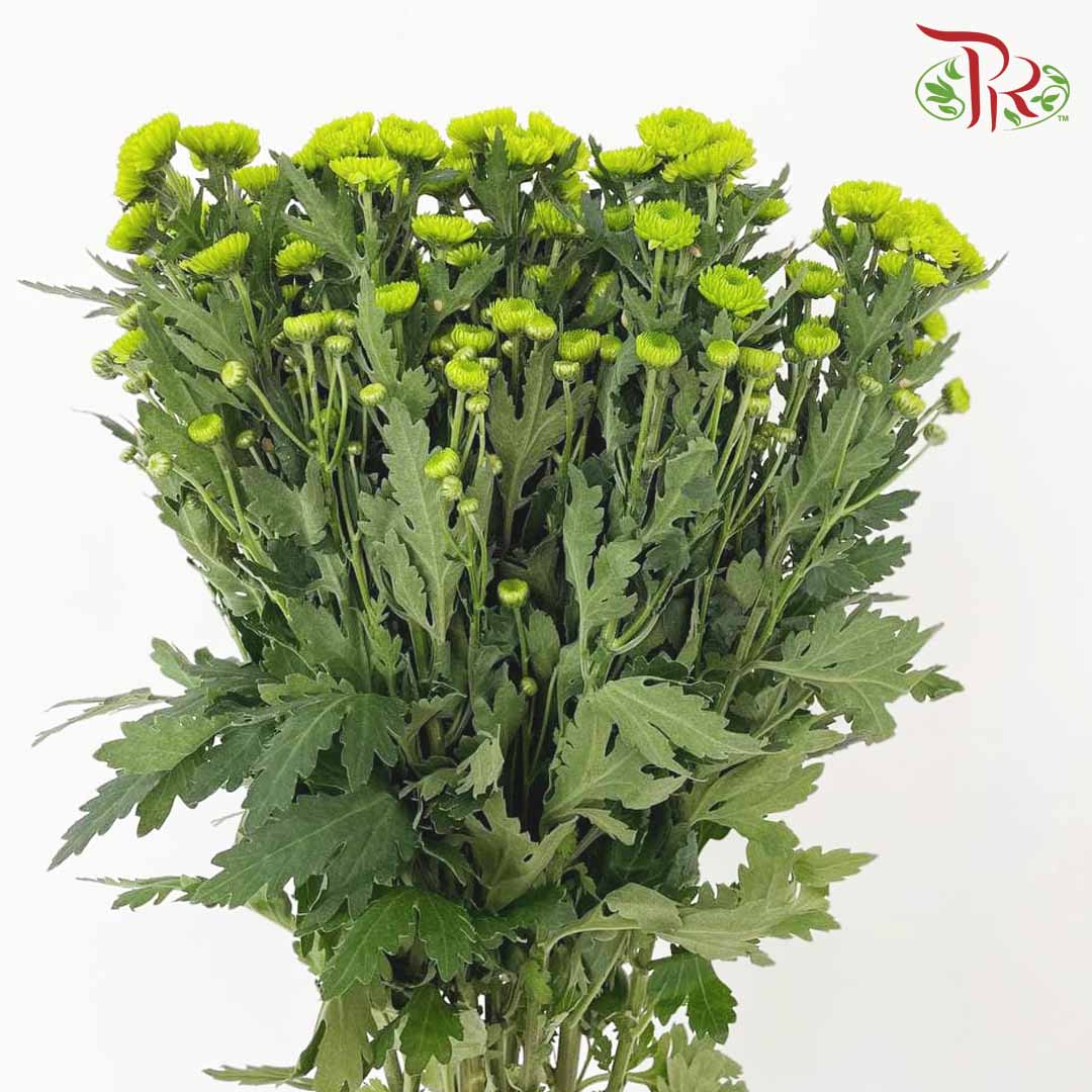 Chrysanthemum Pompom Button Green (10-12 Stems) - Pudu Ria Florist Southern