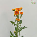 Chrysanthemum Calimero Pompom Orange (10-12 Stems) - Pudu Ria Florist Southern