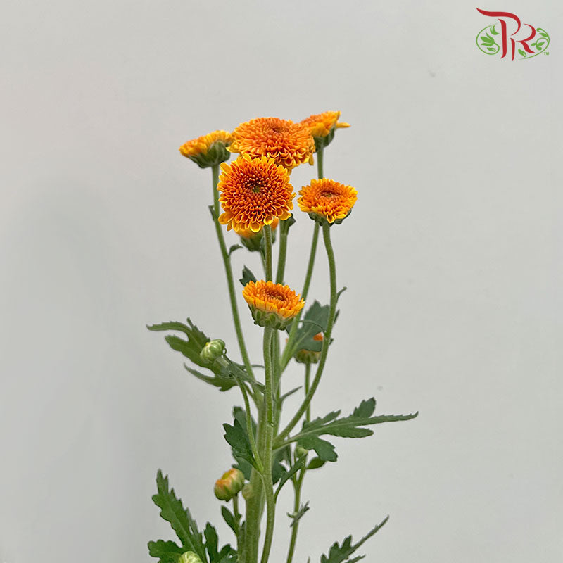 Chrysanthemum Calimero Pompom Orange (10-12 Stems) - Pudu Ria Florist Southern