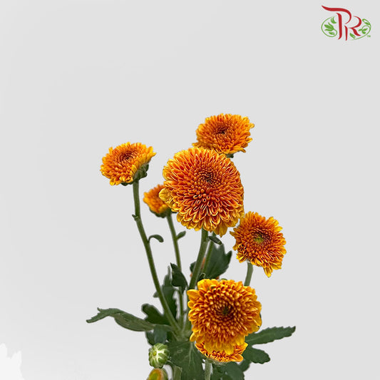 Chrysanthemum Calimero Pompom Orange (10-12 Stems) - Pudu Ria Florist Southern