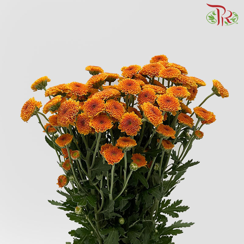 Chrysanthemum Calimero Pompom Orange (10-12 Stems) - Pudu Ria Florist Southern