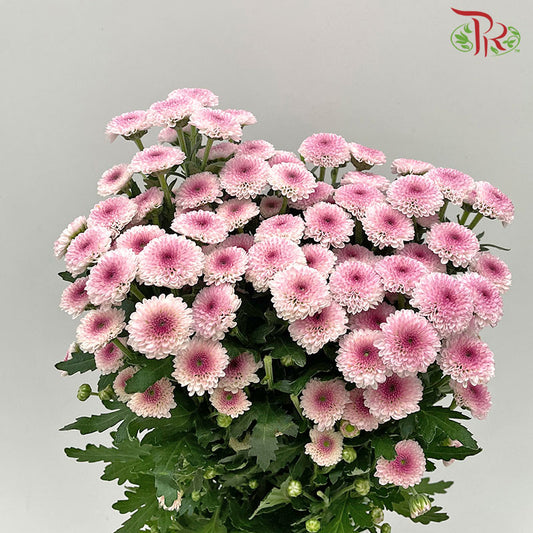 Chrysanthemum Calimero Pompom Pink (10-12 Stems) - Pudu Ria Florist Southern