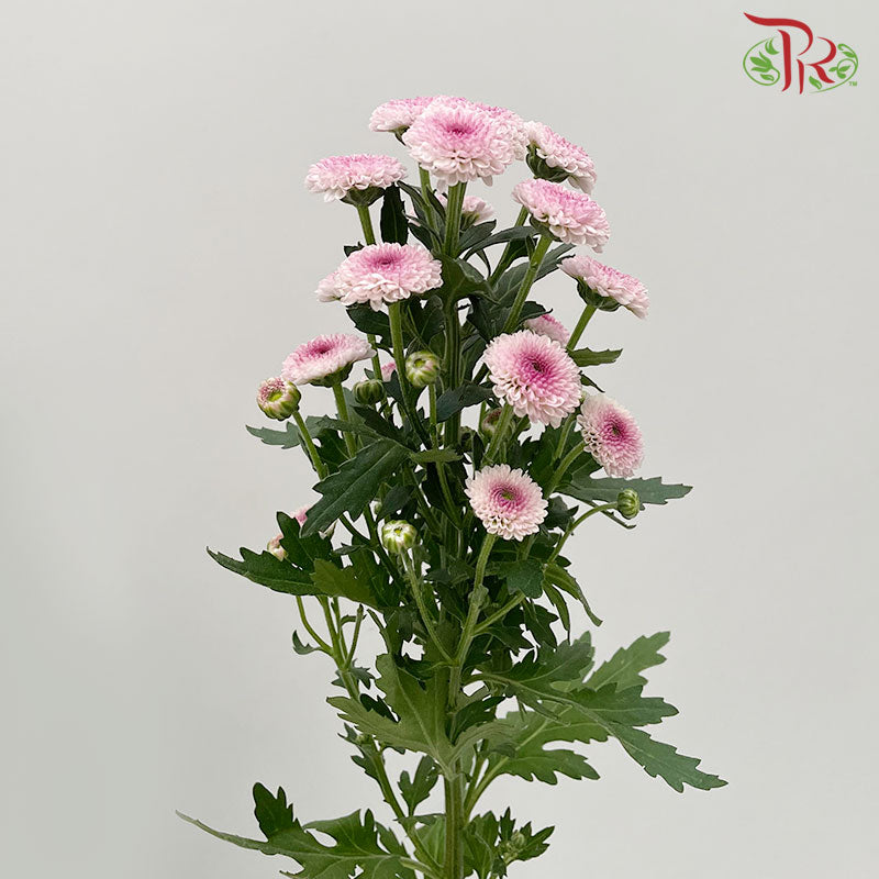 Chrysanthemum Calimero Pompom Pink (10-12 Stems) - Pudu Ria Florist Southern