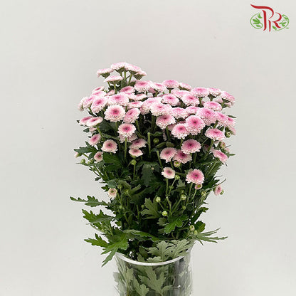 Chrysanthemum Calimero Pompom Pink (10-12 Stems) - Pudu Ria Florist Southern