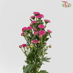 Chrysanthemum Calimero Pompom Purple (10-12 Stems) - Pudu Ria Florist Southern