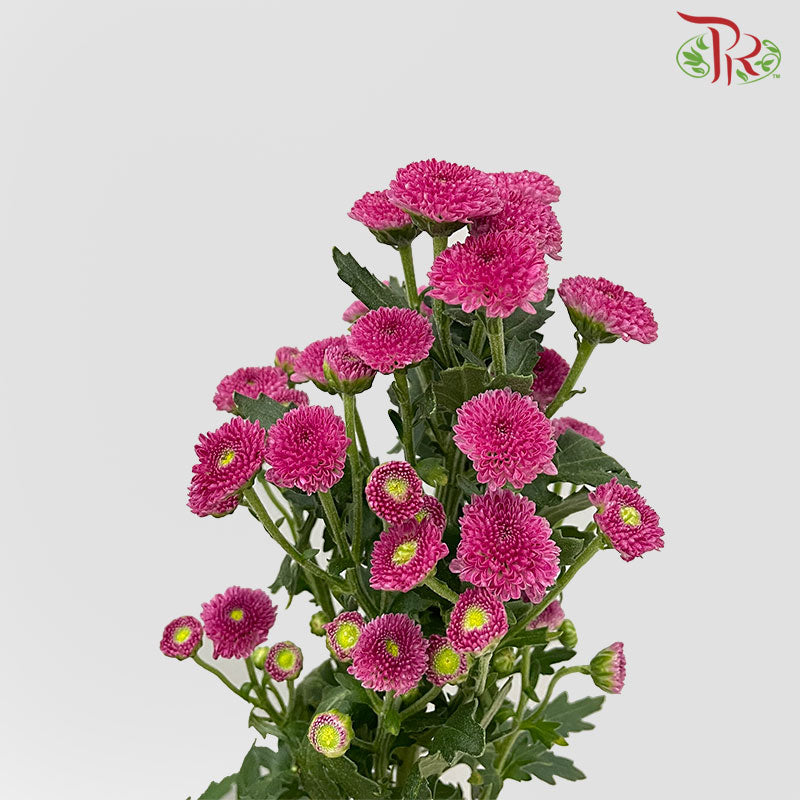 Chrysanthemum Calimero Pompom Purple (10-12 Stems) - Pudu Ria Florist Southern