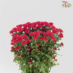 Chrysanthemum Calimero Pompom Red (10-12 Stems) - Pudu Ria Florist Southern