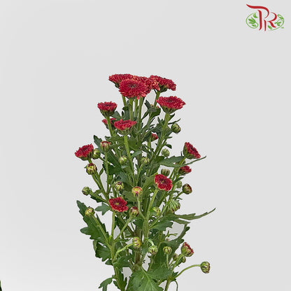 Chrysanthemum Calimero Pompom Red (10-12 Stems) - Pudu Ria Florist Southern