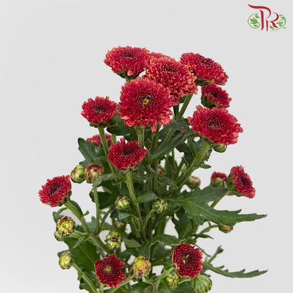 Chrysanthemum Calimero Pompom Red (10-12 Stems) - Pudu Ria Florist Southern