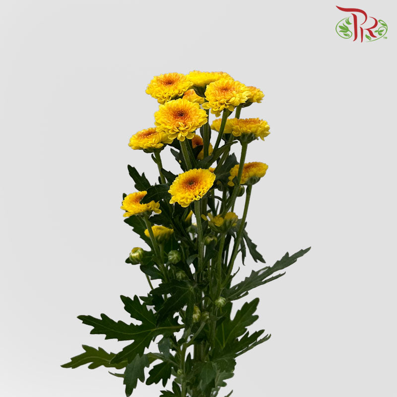 Chrysanthemum Calimero Pompom Shiny (10-12 Stems) - Pudu Ria Florist Southern