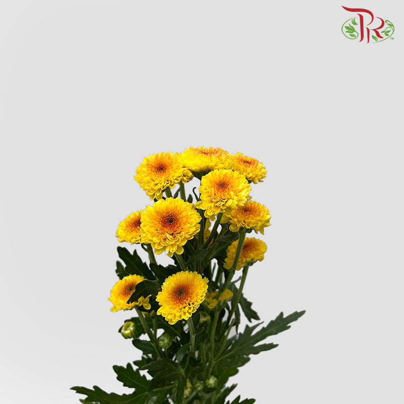 Chrysanthemum Calimero Pompom Shiny (10-12 Stems) - Pudu Ria Florist Southern