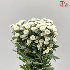 Chrysanthemum Calimero Pompom Snow (10-12 Stems) - Pudu Ria Florist Southern