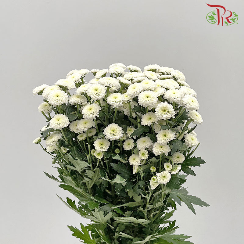 Chrysanthemum Calimero Pompom Snow (10-12 Stems) - Pudu Ria Florist Southern