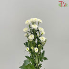 Chrysanthemum Calimero Pompom Snow (10-12 Stems) - Pudu Ria Florist Southern