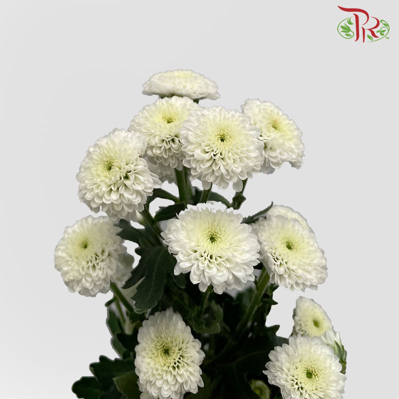 Chrysanthemum Calimero Pompom Snow (10-12 Stems) - Pudu Ria Florist Southern