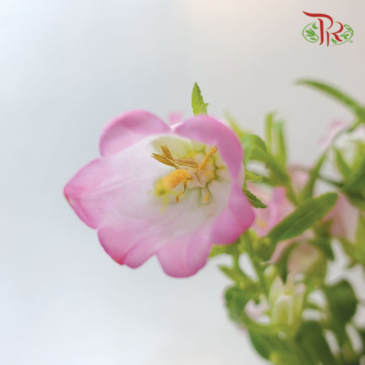 Campanula Pink - Pudu Ria Florist Southern