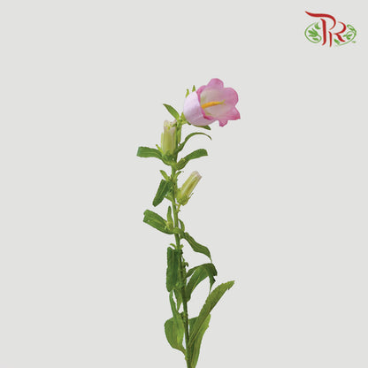 Campanula Pink - Pudu Ria Florist Southern