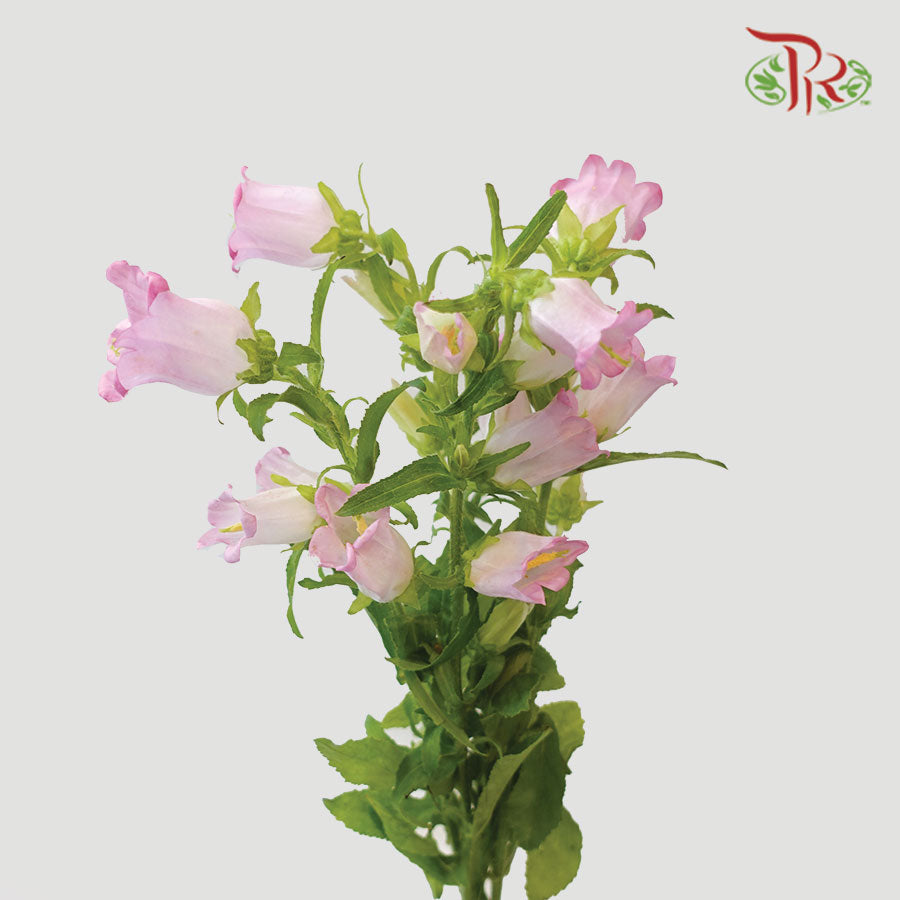 Campanula Pink - Pudu Ria Florist Southern