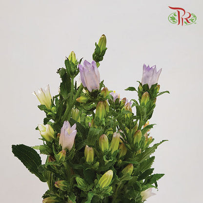 Campanula Light Purple - Pudu Ria Florist Southern